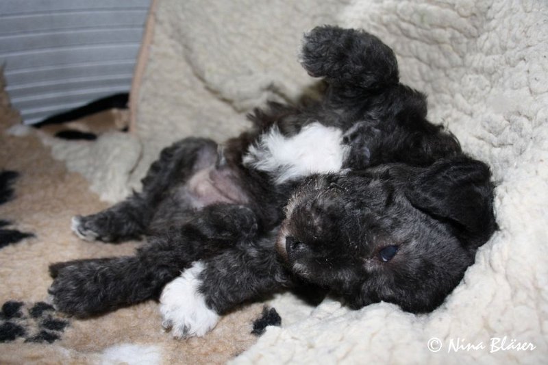 Rüde 2009-06-14 (22).JPG